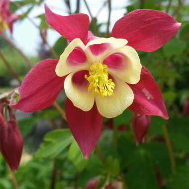 Honeysuckle 'Belgica Select'