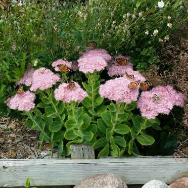 Hylotelephium 'Autumn Joy'