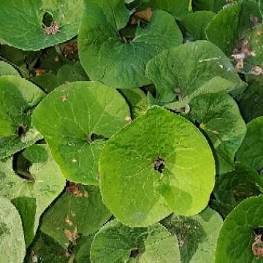 Asarum caudatum