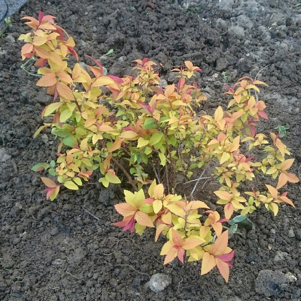 Spiraea japonica 'Golden Princess'