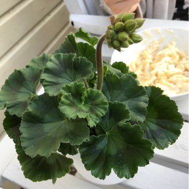 Cranesbill (Geranium)