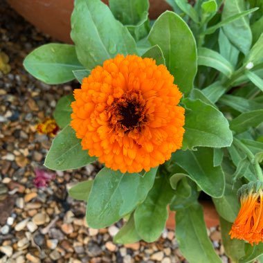 Pot Marigold