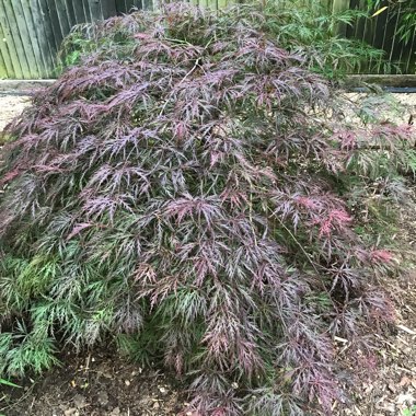 Cut Leaf Japanese Maple 'Crimson Queen'