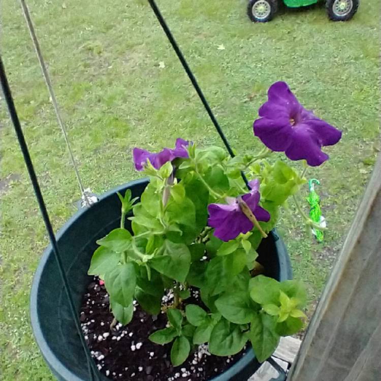 Plant image Petunia 'Express Blue'