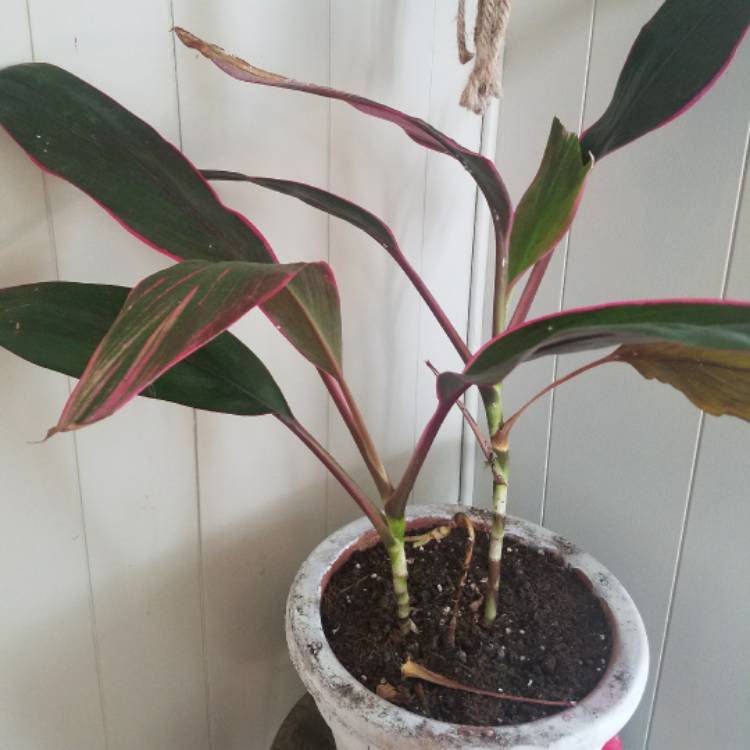 Plant image Cordyline fruticosa 'Red Tips'