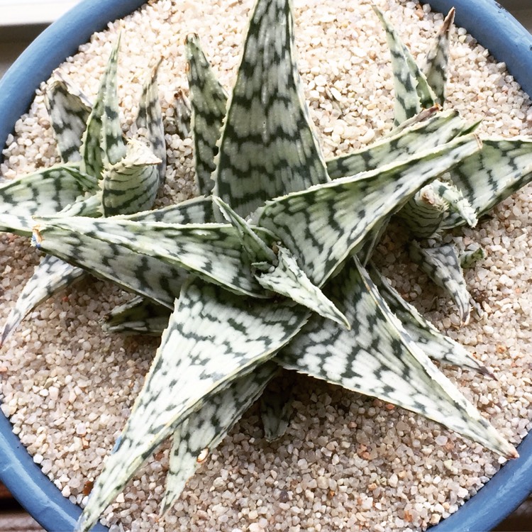 Plant image Aloe 'Blizzard'