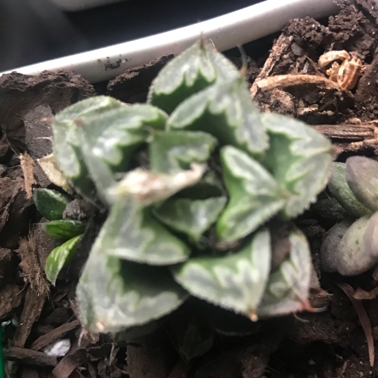 Plant image Haworthia Zhishou