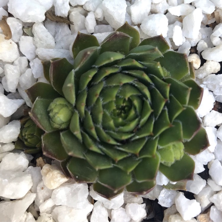 Plant image Sempervivum Black Mini