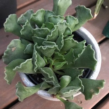 Adromischus cristatus