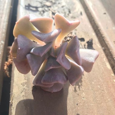 Echeveria Cubic Frost