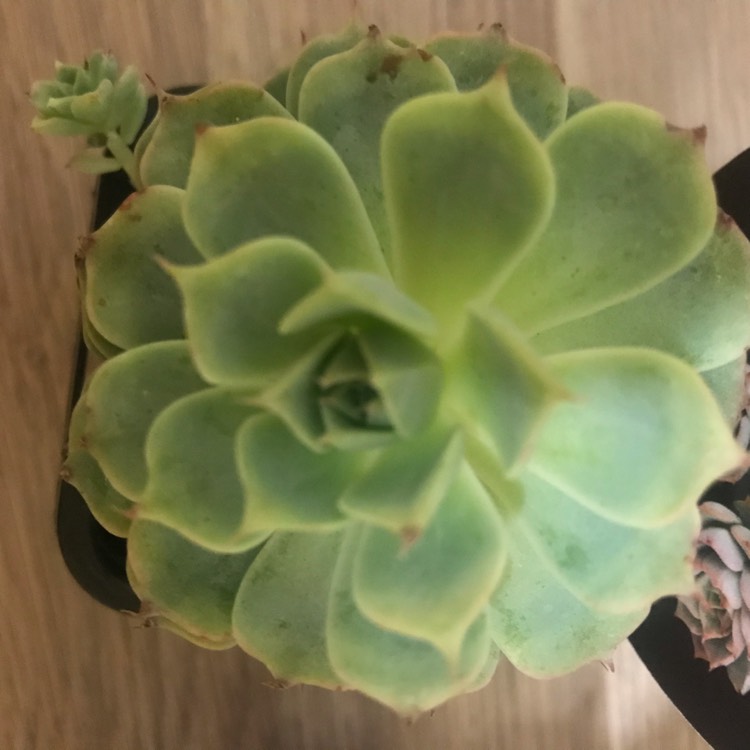 Plant image Echeveria Halbingeri