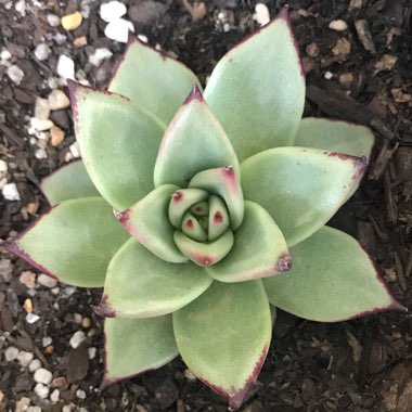 Echeveria Agavoides Ebony