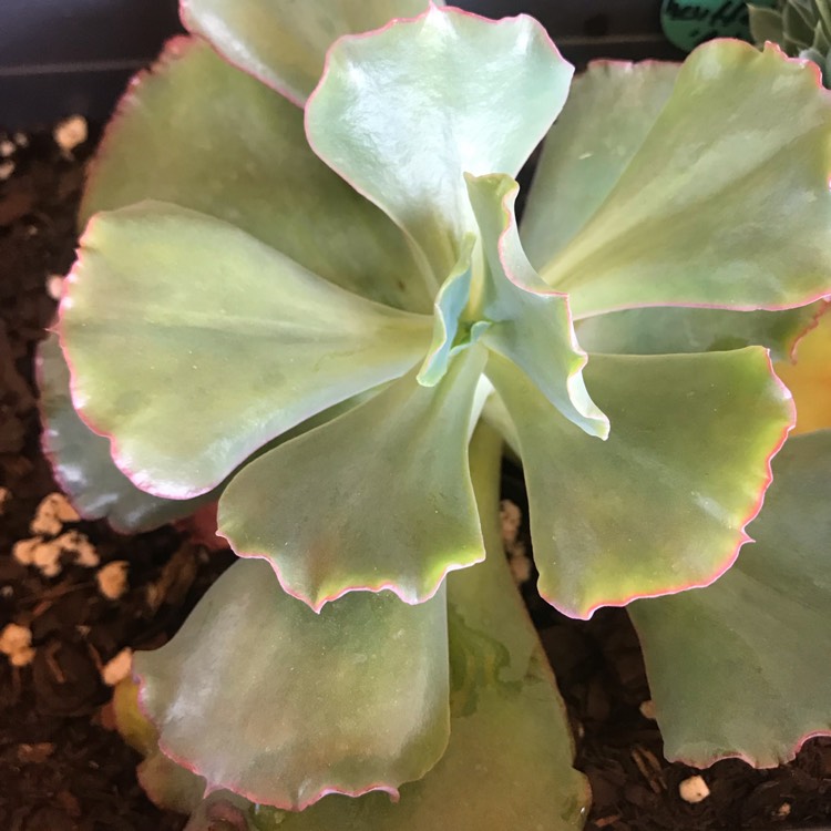 Plant image Echeveria Tutti Frutti