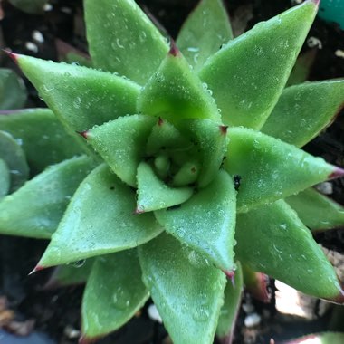 Echeveria Agavoides Red Edge