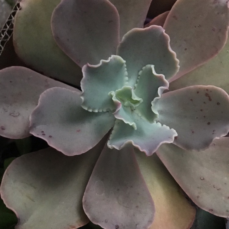 Plant image Echeveria Pastel