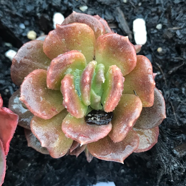 Plant image Echeveria Silver Prince