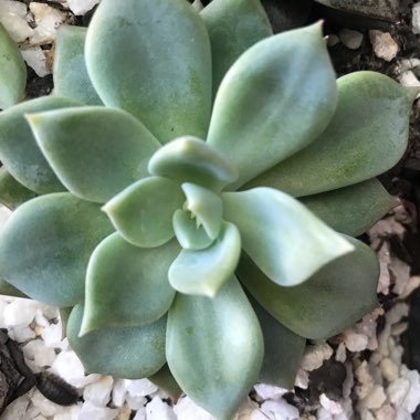 Echeveria 'Avocado Cream'