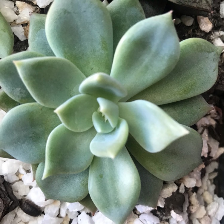 Plant image Echeveria Avocado Cream 