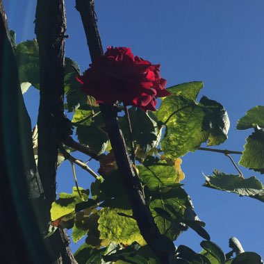 Rosa 'Cored' syn. Rosa 'Alec's Red'