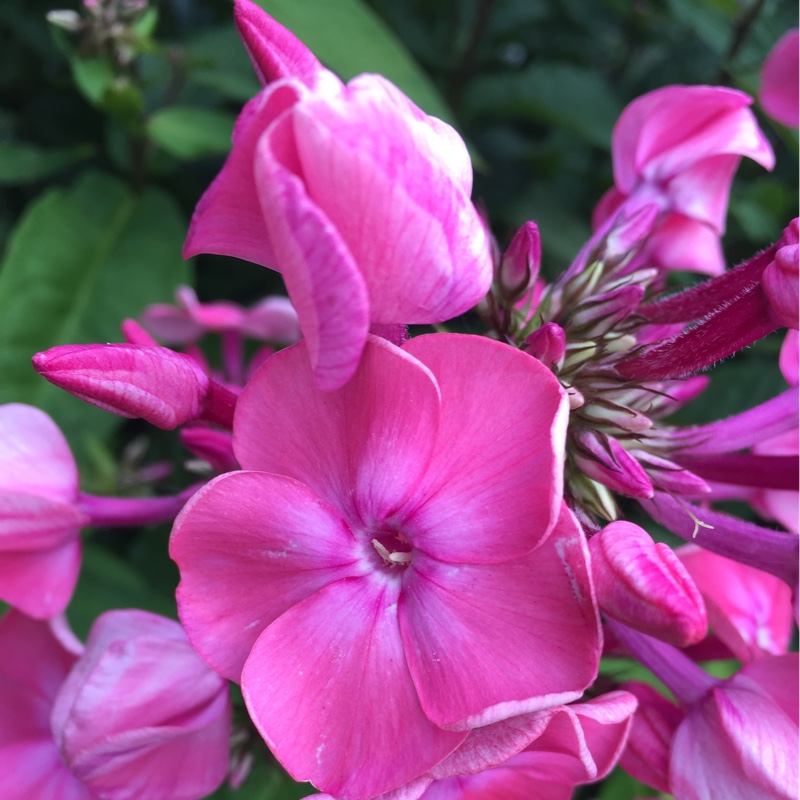 Plant image Phlox paniculata 'Utopia'