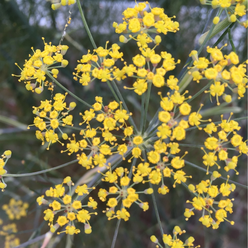 Fennel 'Giant Bronze'