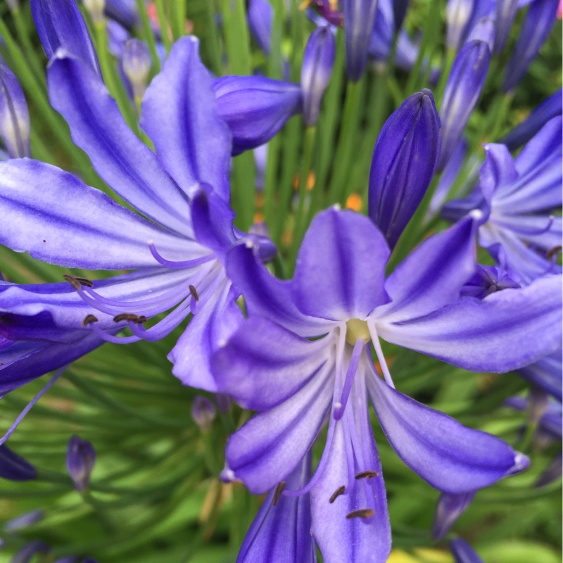 African Lily