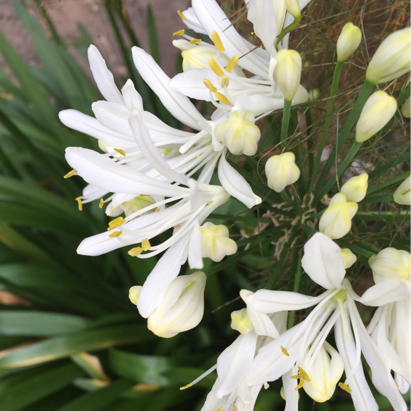 African Lily 'Albus'