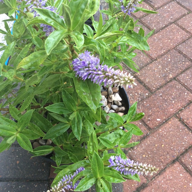 Plant image Hebe 'Elliptica'