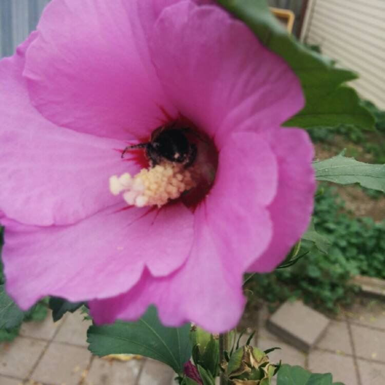 Plant image Hibiscus Syriacus 'Lucy'