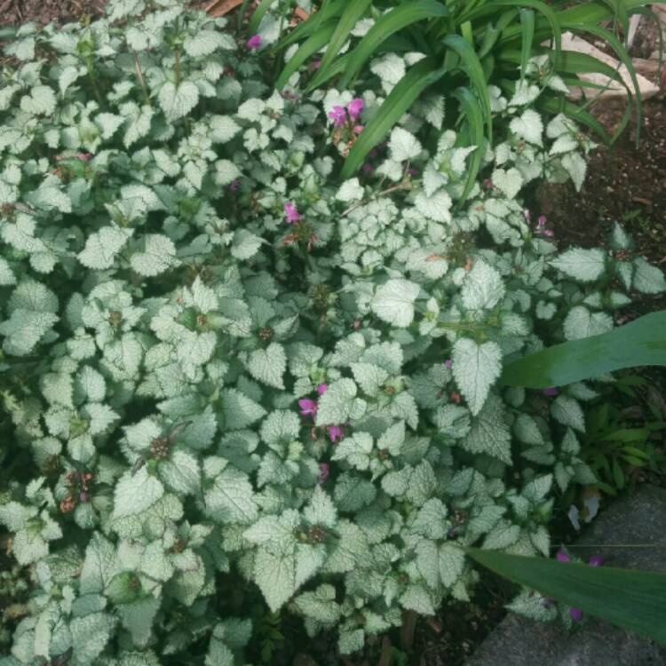 Plant image Lamium Maculatum 'White Nancy'