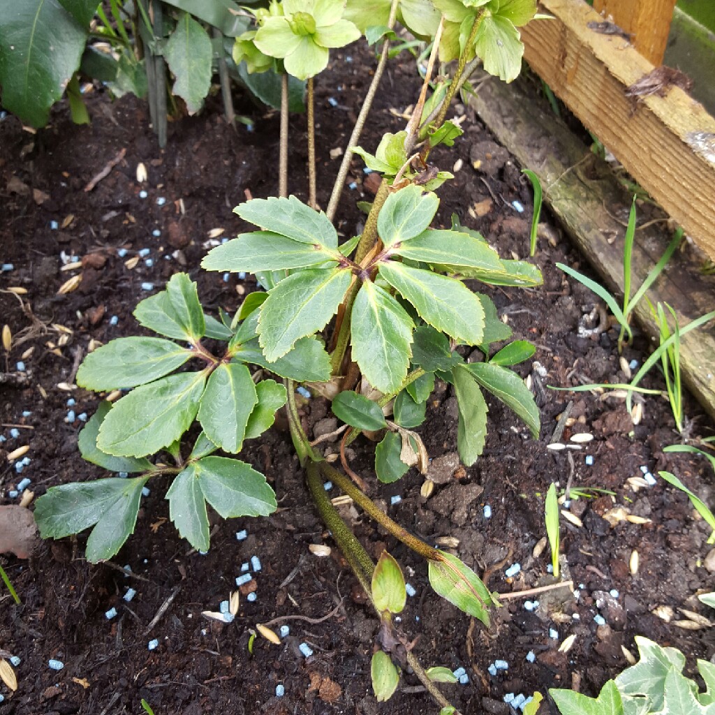 Plant image Helleborus x hybridus 'Harvington Yellow Speckled'