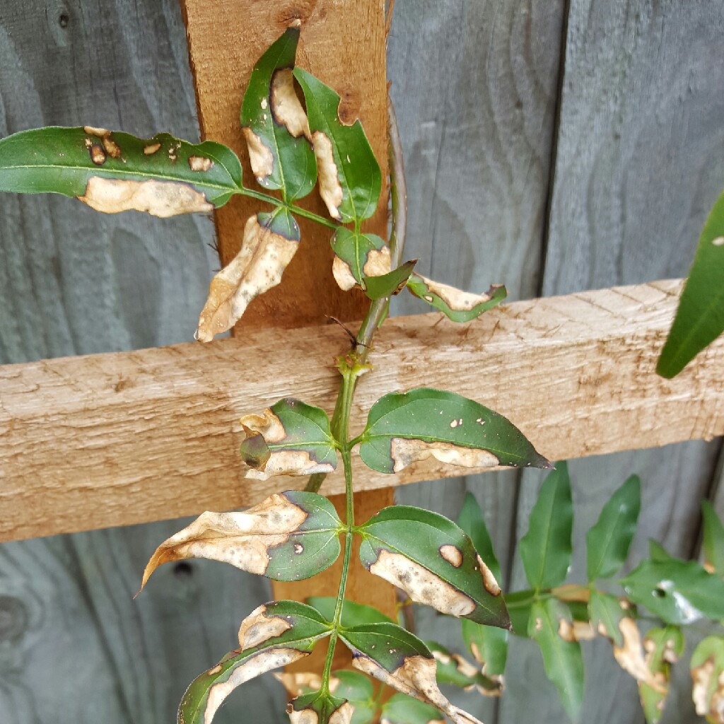 Winter Jasmine