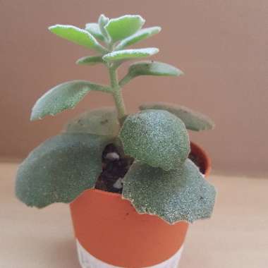 Kalanchoe millottii