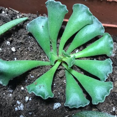 Adromischus 'Key Lime Pie Plant'