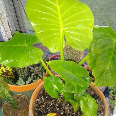 Elephant Ear (Alocasia)