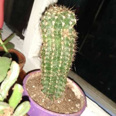 Trichocereus Cactus