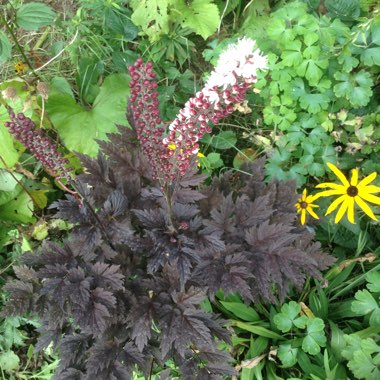 Baneberry (Atropurpurea Group) 'Brunette'