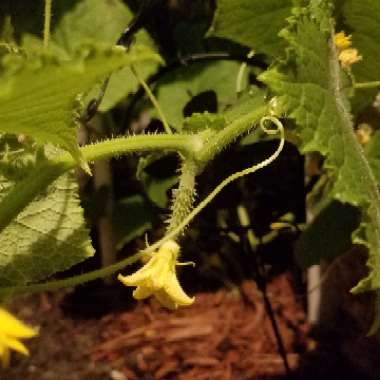 Cucumis sativus 'Burpless'