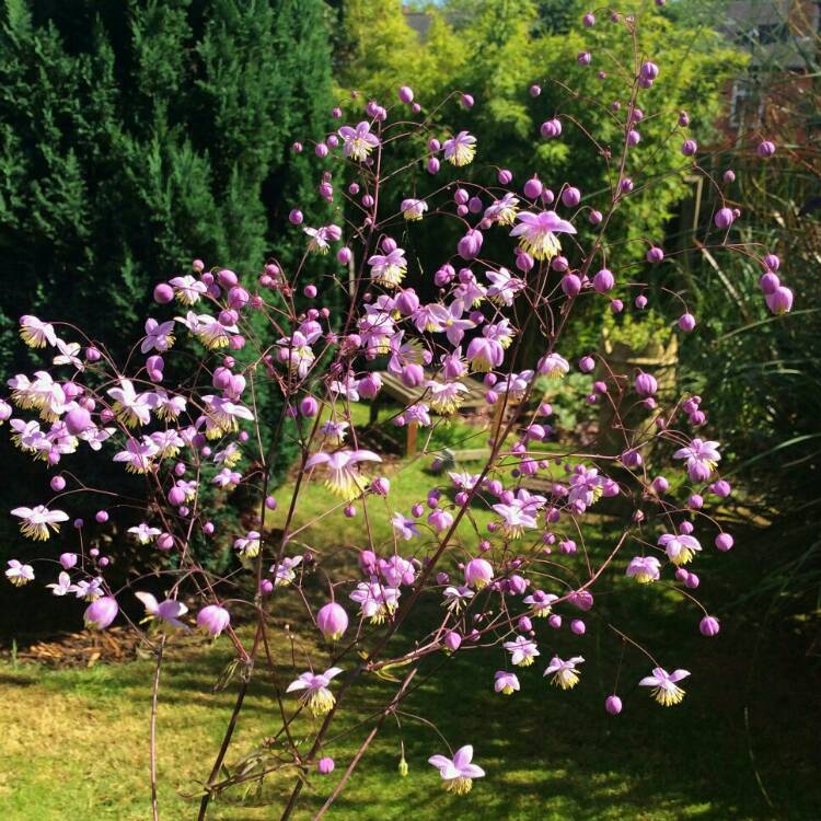 Plant image Thalictrum