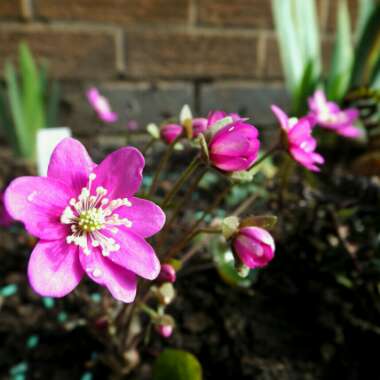 Hepatica nobilis syn. Anemone hepatica L. ; Hepatica triloba