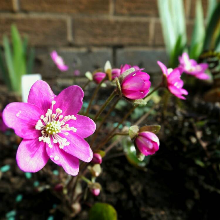 Plant image Hepatica nobilis syn. Anemone hepatica L. ; Hepatica triloba