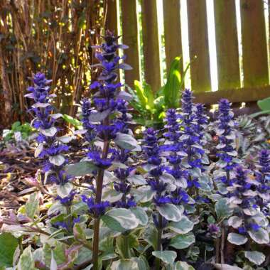 Ajuga reptans 'Burgundy Glow'