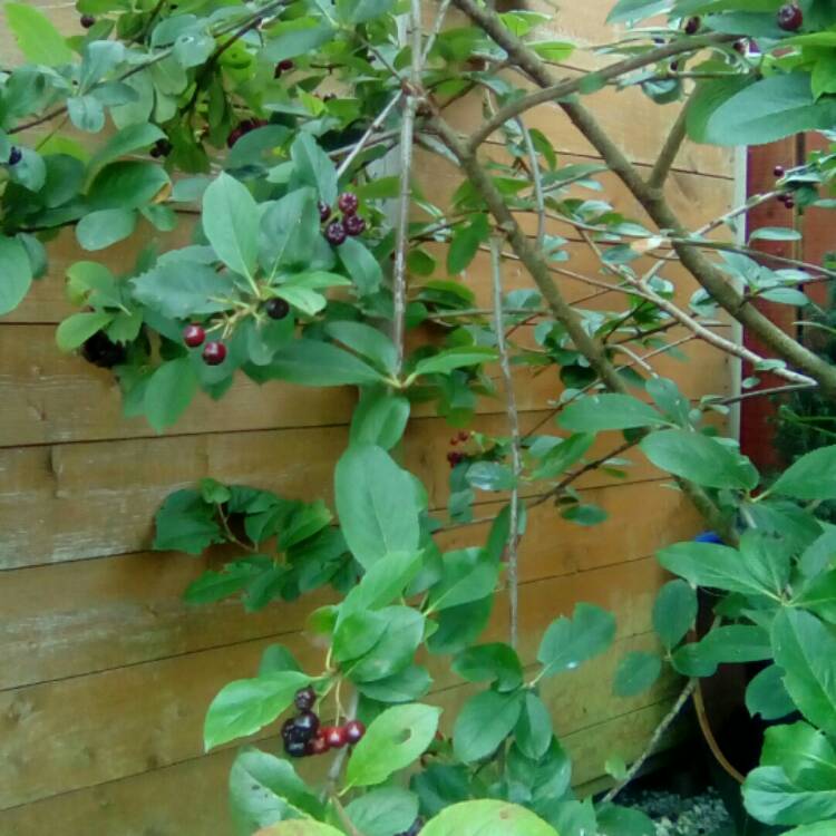 Plant image Aronia Melanocarpa 'Viking' syn. Aronia x prunifolia 'Viking'