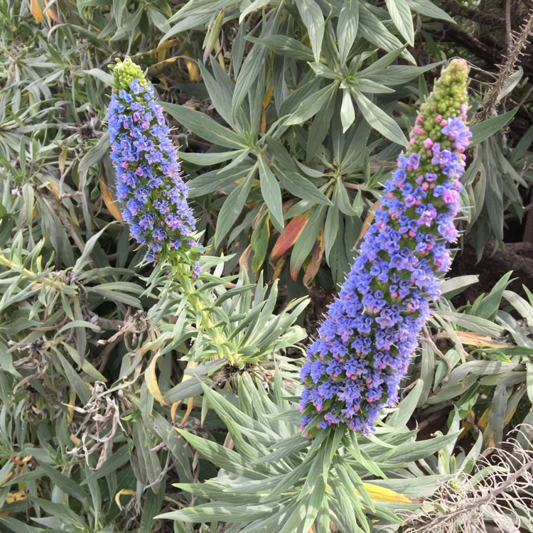 Plant image Echium