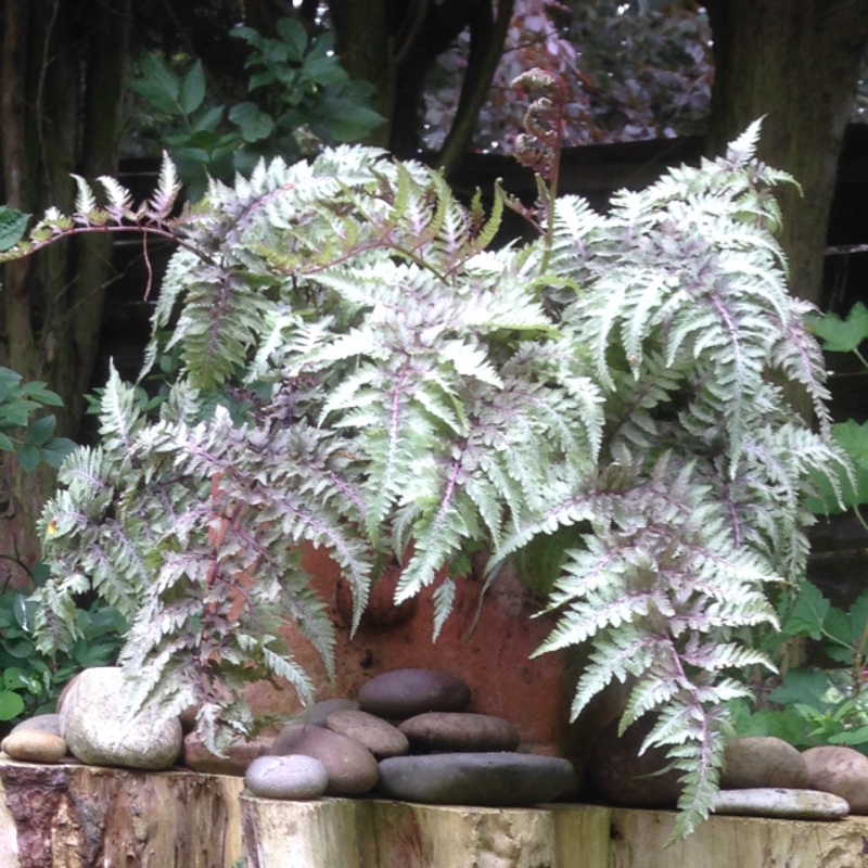 Ghost Fern