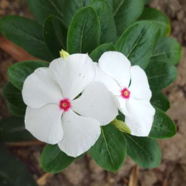 Greater Periwinkle