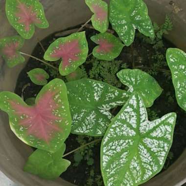 Elephant Ear (Caladium)