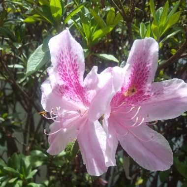 Rhododendron 'Cheer'