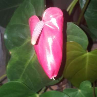 Flamingo Flower