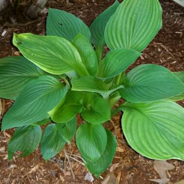 Hosta